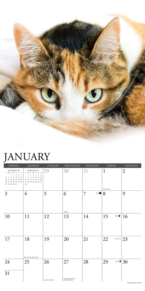 Calico Cats 2027 Square Wall Calendar