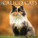 Calico Cats 2027 Square Wall Calendar