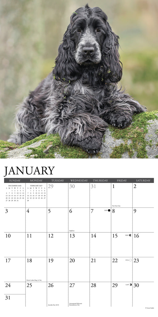 Cocker Spaniels 2027 Square Wall Calendar