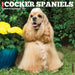 Cocker Spaniels 2027 Square Wall Calendar
