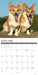 Corgis 2027 Square Wall Calendar