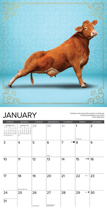 Cow Yoga 2027 Square Wall Calendar