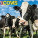 Cows 2027 Square Wall Calendar