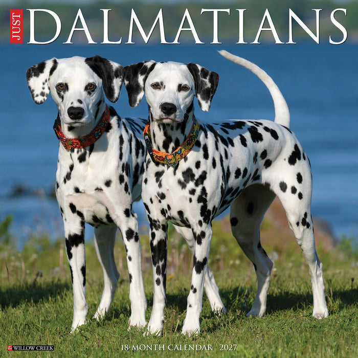 Dalmations Just 2027 Square Wall Calendar