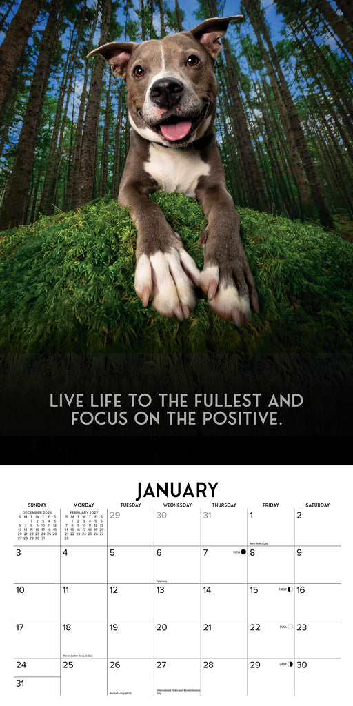 Dog s Life 2027 Square Wall Calendar