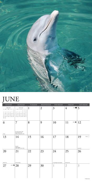 Dolphins 2027 Square Wall Calendar