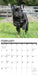 French Bulldogs 2027 Square Wall Calendar