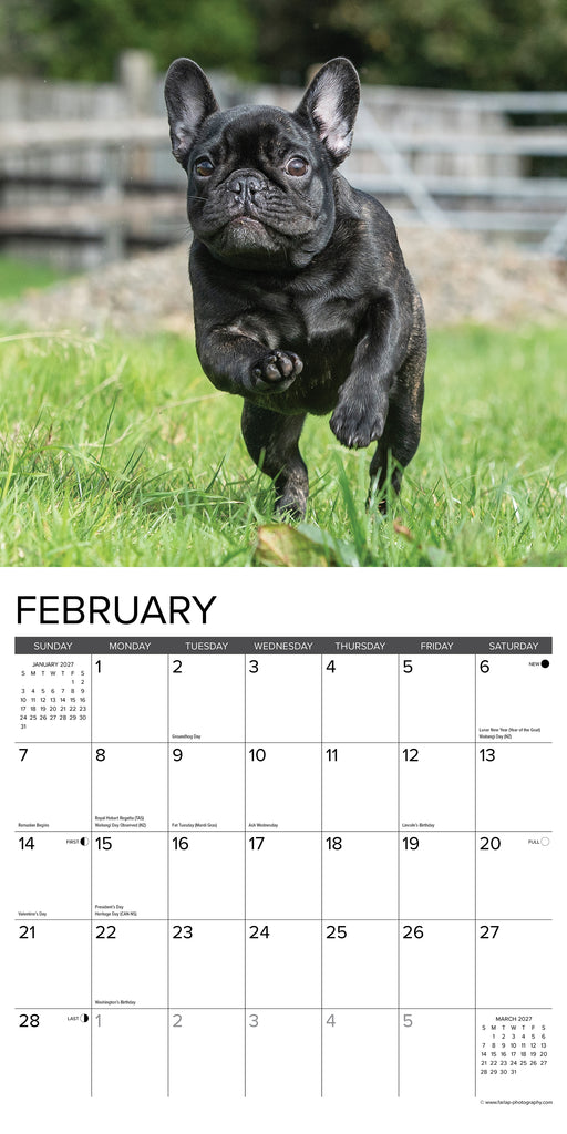 French Bulldogs 2027 Square Wall Calendar