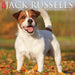 Jack Russells 2027 Square Wall Calendar