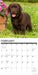 Lab Puppies 2027 Square Wall Calendar