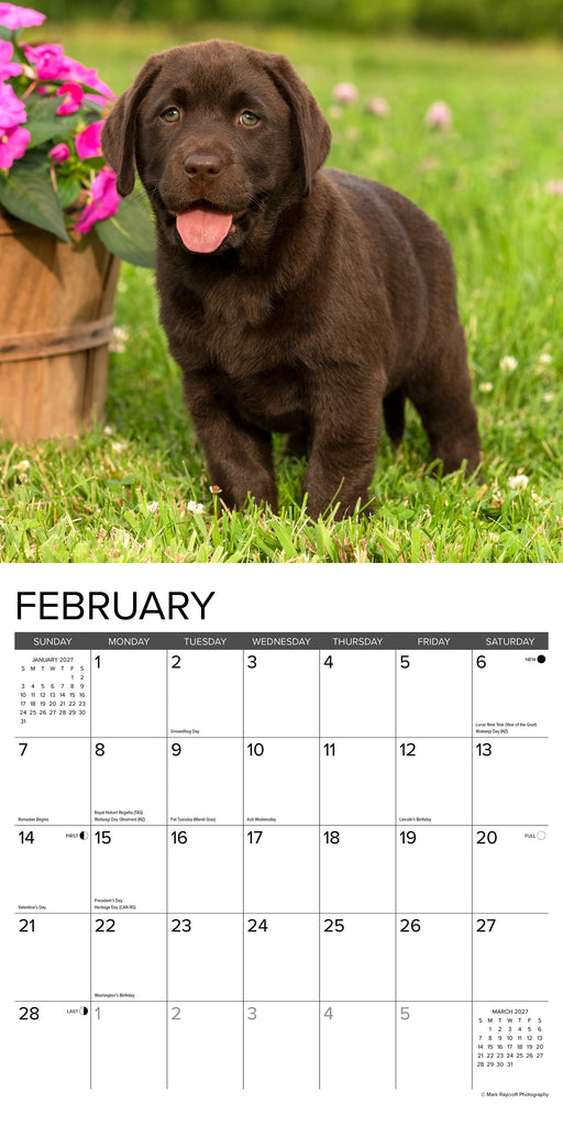 Lab Puppies 2027 Square Wall Calendar