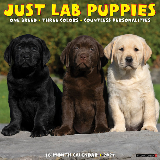 Lab Puppies 2027 Square Wall Calendar