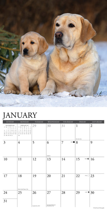 Labs 2027 Square Wall Calendar