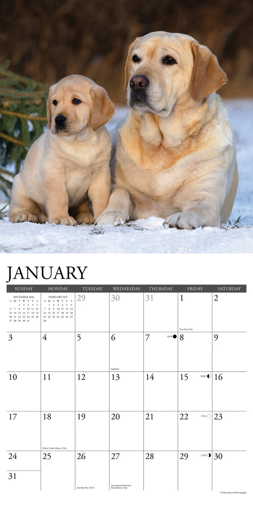 Labs 2027 Square Wall Calendar