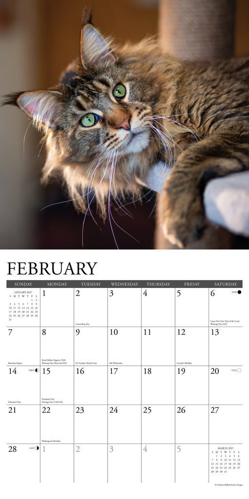 Maine Coon Cats 2027 Square Wall Calendar