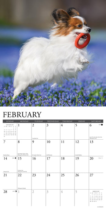 Papillons 2027 Square Wall Calendar