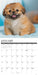 Pekingese Just 2027 Square Wall Calendar