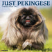Pekingese Just 2027 Square Wall Calendar