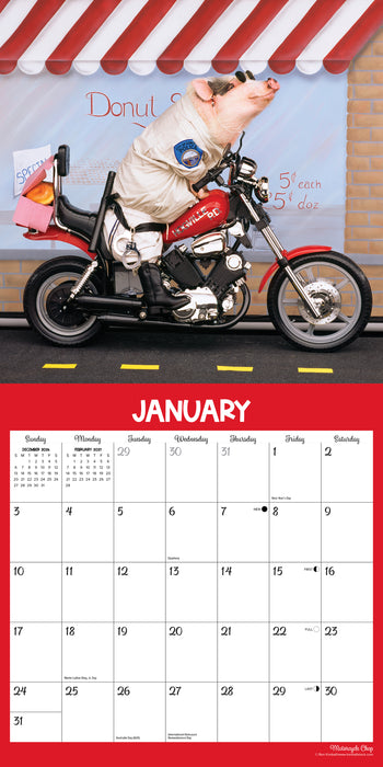 Pigs at Play 2027 Square Wall Calendar