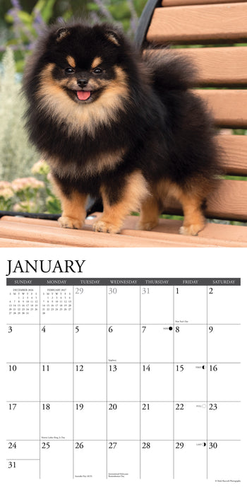 Pomeranians 2027 Square Wall Calendar