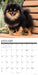 Pomeranians 2027 Square Wall Calendar