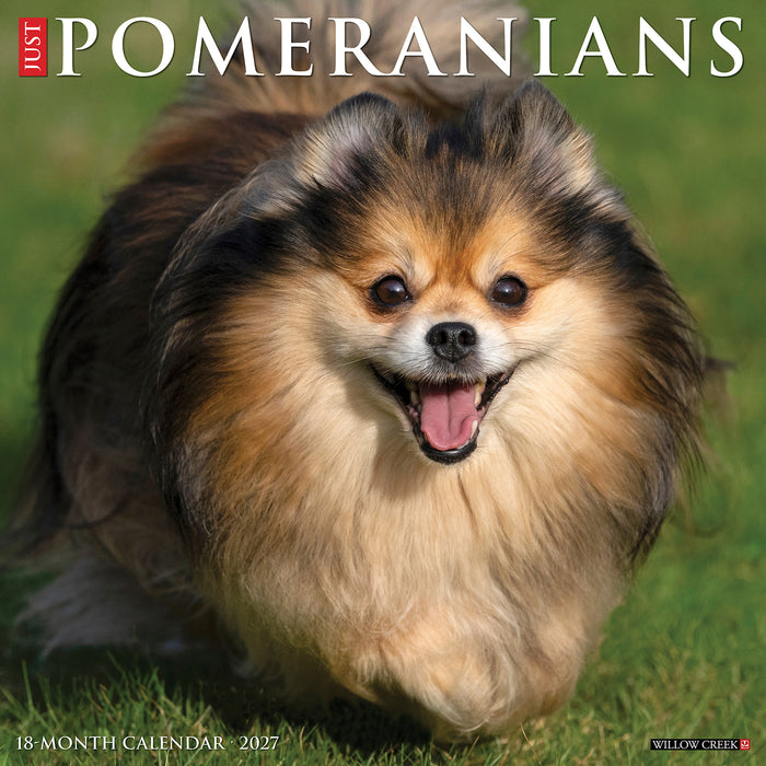 Pomeranians 2027 Square Wall Calendar