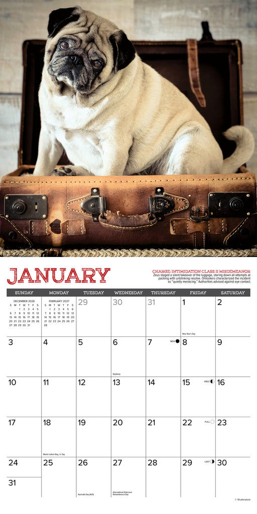 Pug Mugs 2027 Square Wall Calendar