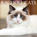 Ragdoll Cats 2027 Square Wall Calendar