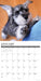 Schnauzer Puppies 2027 Square Wall Calendar