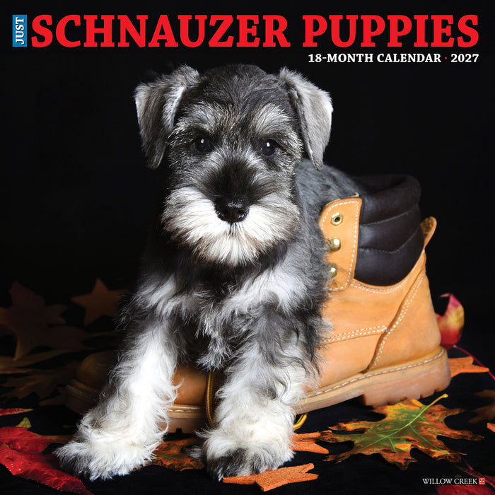 Schnauzer Puppies 2027 Square Wall Calendar