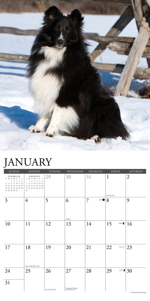 Shelties 2027 Square Wall Calendar