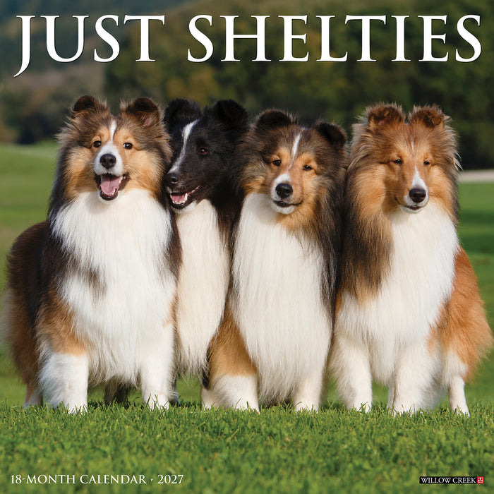 Shelties 2027 Square Wall Calendar