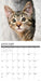 Tabby Cats 2027 Square Wall Calendar