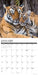 Tigers 2027 Square Wall Calendar