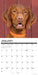 Vizslas 2027 Square Wall Calendar