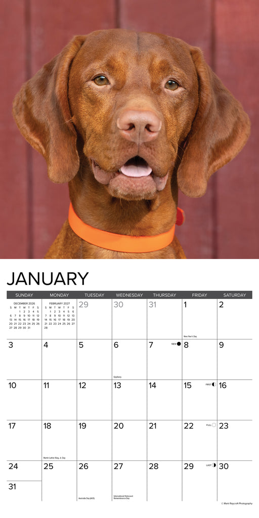 Vizslas 2027 Square Wall Calendar