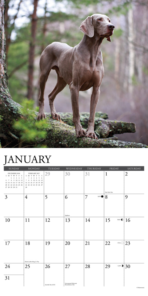 Weimaraners 2027 Square Wall Calendar