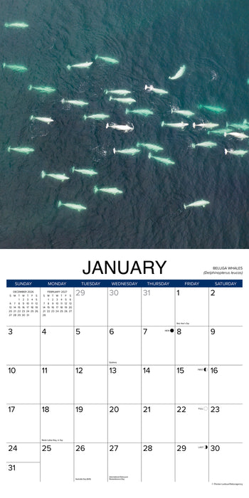 Whales 2027 Square Wall Calendar (Online Exclusive)