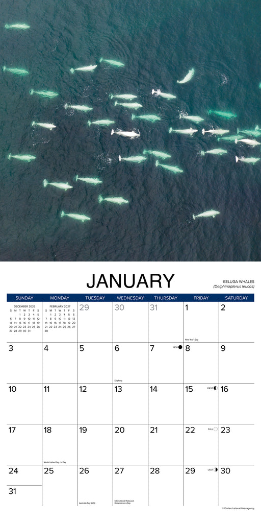 Whales 2027 Square Wall Calendar (Online Exclusive)