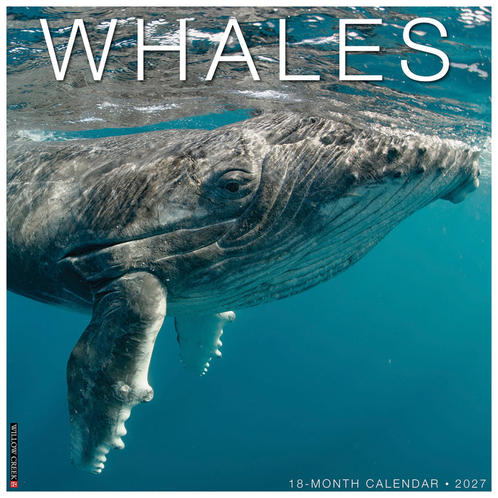 Whales 2027 Square Wall Calendar (Online Exclusive)