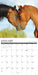 What Horses Teach Us 2027 Square Wall Calendar