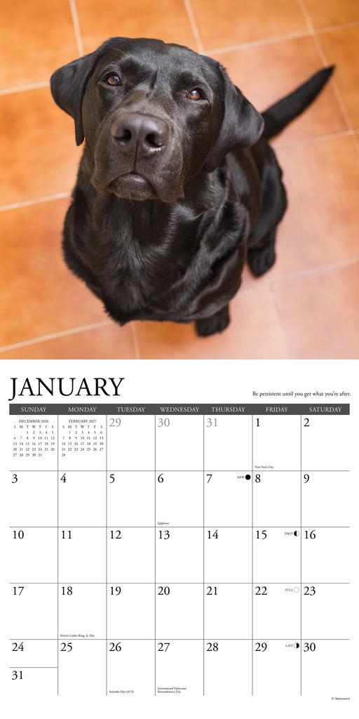 What Labs Teach Us 2027 Square Wall Calendar