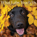 What Labs Teach Us 2027 Square Wall Calendar