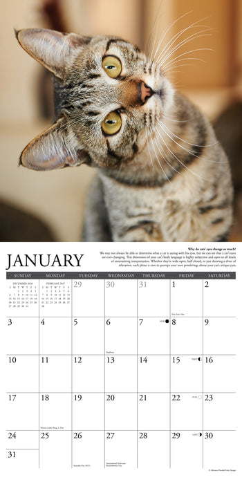 Why Cats Do That 2027 Square Wall Calendar