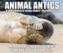 Animal Antics 2027 Page-A-Day Calendar