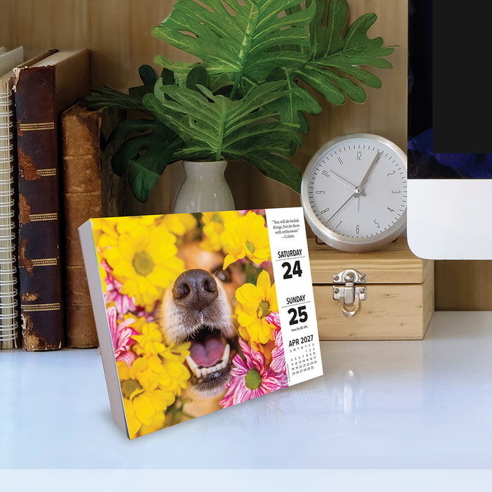 What Dogs Teach Us 2027 Page-A-Day Calendar