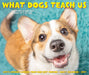 What Dogs Teach Us 2027 Page-A-Day Calendar