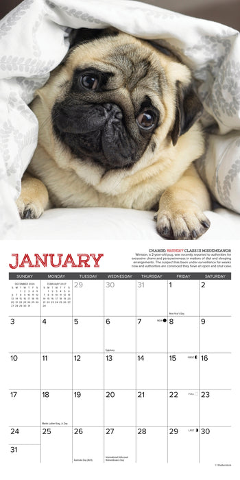 Pug Mugs 2027 Mini Wall Calendar