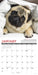 Pug Mugs 2027 Mini Wall Calendar