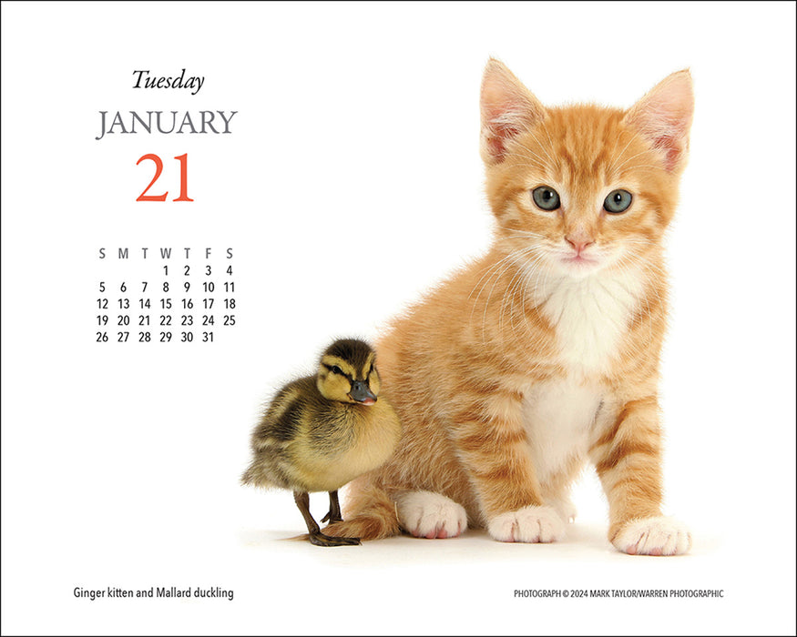 2025 Kittens & Friends Page-A-Day Calendar